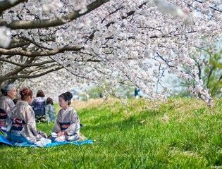 «Ранняя Сакура 2026» из Владивостока. Март 2026 «Ранняя Сакура 2026» из Владивостока. Март 2026