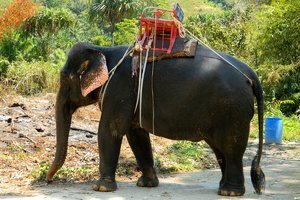 ПАТТАЙЯ - КО ЧАНГ , вылет из Владивостока 8 дней ПАТТАЙЯ - КО ЧАНГ , вылет из Владивостока 8 дней